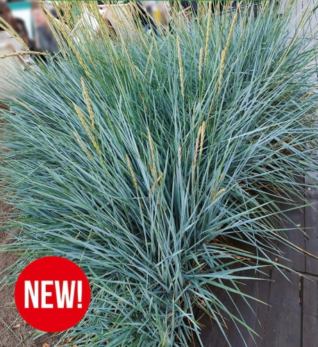 Wydmuchrzyca piaskowa (Leymus Arenarius) 1szt.