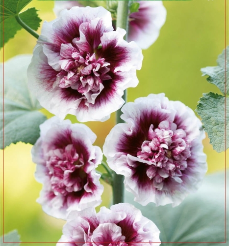 Malwa (Alcea) Creme De Cassis 1szt.