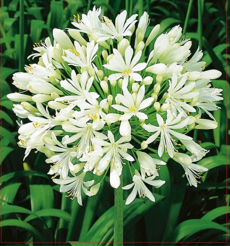Agapant Agapanthus White