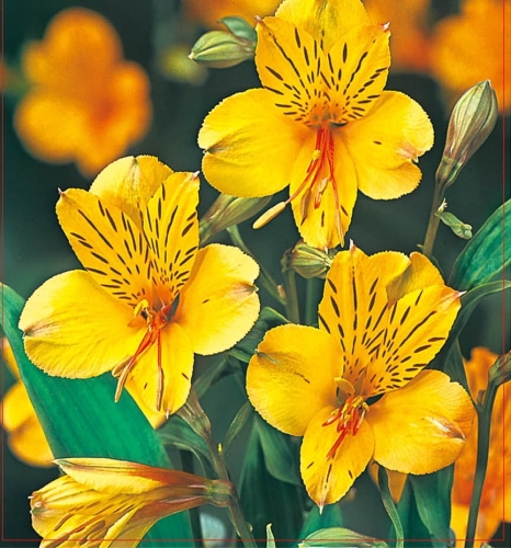 Cebulki kwiatowe_ Alstremeria Alstroemeria Lutea