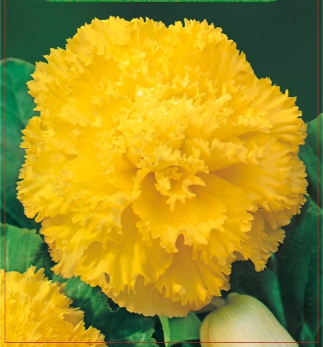 Begonia Fimbriata Yellow 2szt.