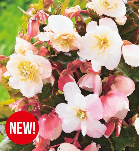 Begonia Odorata Angelique 2szt.