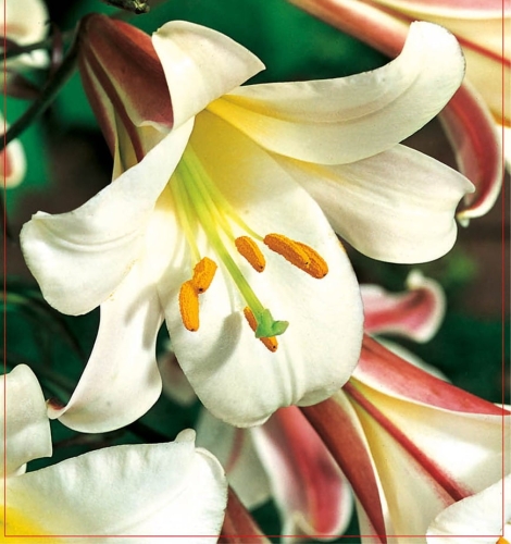 Lilia (Lilium) Regale 1szt.