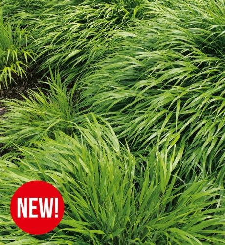 Hakonechloa Macra 1szt.