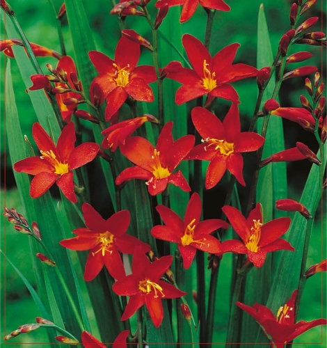 Krokosmia Lucifer 5szt.