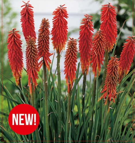 Trytoma (Kniphofia) Nancy Red 1szt.