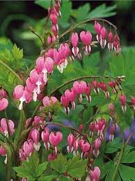 Serduszka okazała (Dicentra) Spectabilis 1szt.