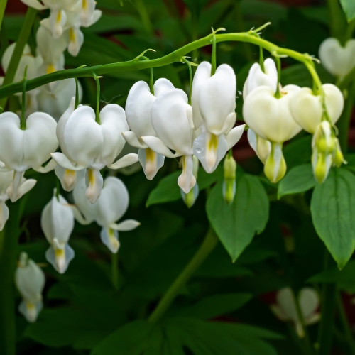Serduszka okazała (Dicentra) Spectabilis Alba 1szt.