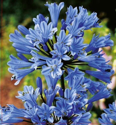 Agapant Agaphantus Blue