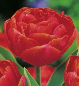 TULIPAN Miranda 5szt. 