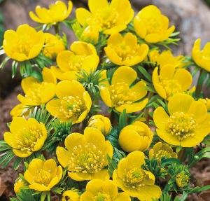 RANNIK (Eranthis) Cilicica 5szt.