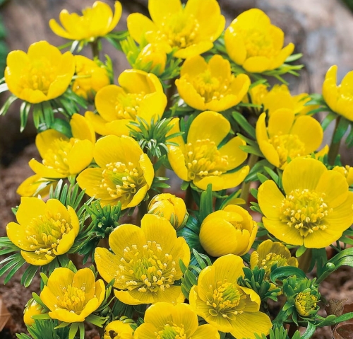 RANNIK (Eranthis) Cilicica cebulki pnos