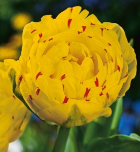 TULIPAN Yellow Danceline 3szt. 