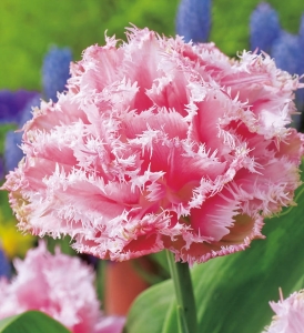TULIPAN Queensland 5szt. 