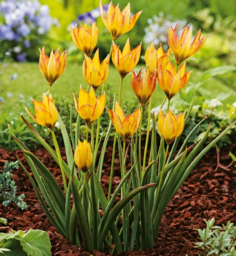 TULIPAN Orphanidea Flava cebulki