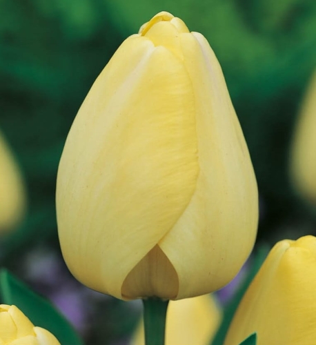 TULIPAN Ivory Floradale cebulki pnos