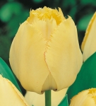 TULIPAN Fringed Elegance 5szt.
