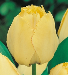 TULIPAN Fringed Elegance 5szt.