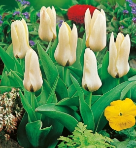 TULIPAN Concerto 5szt.  