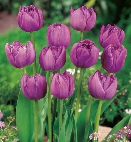 TULIPAN Blue Diamond cebulki pnos
