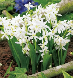 Cebulica (Scilla) Siberica Alba 5szt.