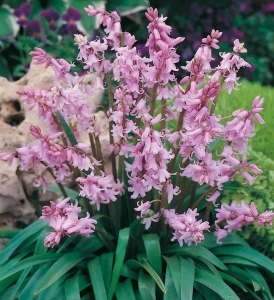Cebulica (Scilla) Campanulata Pink 5szt. 