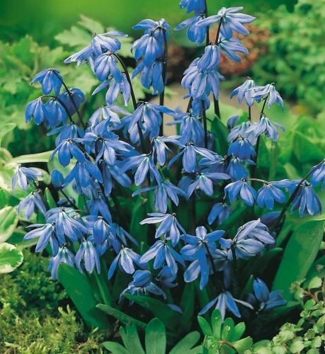 Cebulica (Scilla) SIBERICA  cebulki pnos