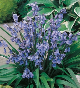 Cebulica (Scilla) Campanulata Blue 5szt.