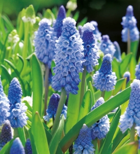 Szafirek (Muscari) Azureum 10szt. 