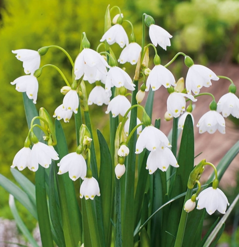 ŚNIEŻYCA (Leucojum) Aestivum cebulki pnos