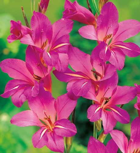 Mieczyk (Gladiolus) Bizantinus cebulki pnos