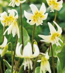 PSIZĄB (Erythronium) White Beauty 1szt.