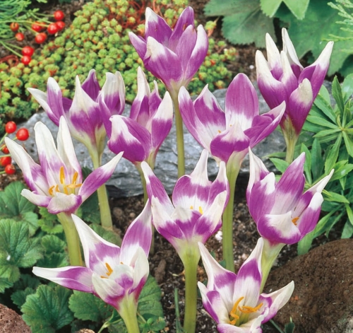 Zimowit (Colchicum) HARLEKIJN