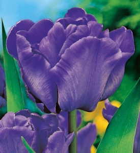 TULIPAN Blue Parrot 5szt.
