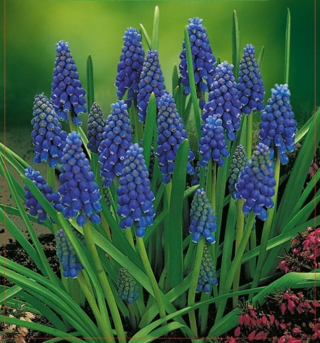 Szafirek (Muscari) Armeniacum