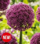 Czosnek ozdobny (Allium) Ostara 2szt.