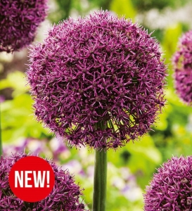 Czosnek ozdobny (Allium) Ostara 2szt.