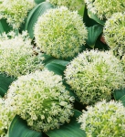 Czosnek ozdobny (Allium) Ivory Queen 1szt.