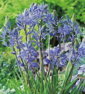 Kamasja (Camassia)  Leichtlini 2szt.