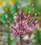 Czosnek ozdobny (Allium) Schubertii 1szt.