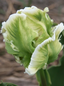 TULIPAN Super Parrot 5szt.