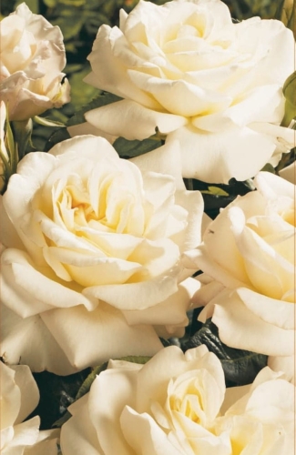 Róża wielkokwiatowa kremowa Ice Cream