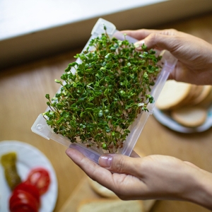 Wykiełkowane nasiona domowym sposobem