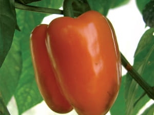 Papryka Kubista F1 (3,0-3,6) 100 z