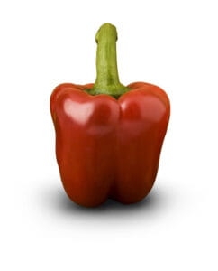 Papryka czerwona szklarniowa Maestral F1