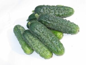 Nasiona profesjonalne ZKI Ogórek ZKI 6513