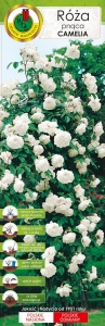 Róża pnąca biała Camelia