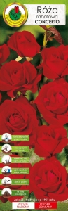 Róża rabatowa ciemnoczerwona 'Concerto'