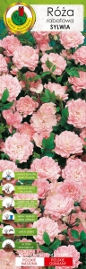 Róża rabatowa różowa Sylwia