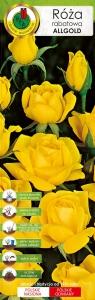 Róża rabatowa żółta Allgold